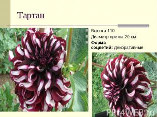 ТартанВысота 110Диаметр цветка 20 см Форма соцветий: Декоративные