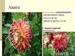 АкитаДекоративная- максиВысота 90 смДиаметр цветка- 22 см Форма соцветий: Декора