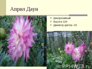 Април Даун ДекоративныйВысота 120Диаметр цветка -20