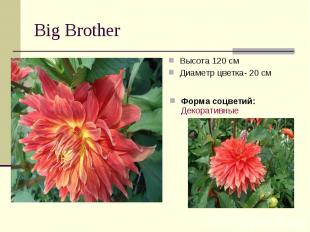 Big Brother Высота 120 смДиаметр цветка- 20 смФорма соцветий: Декоративные