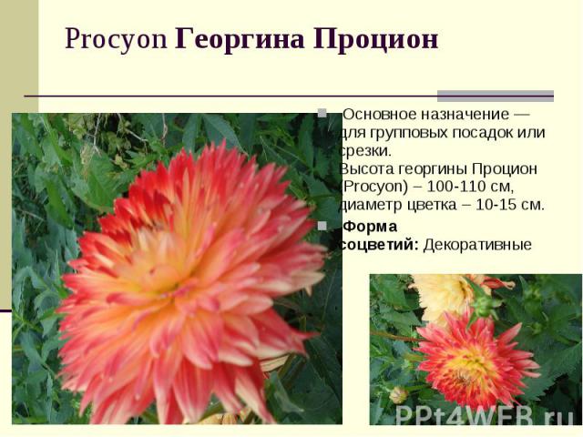 Procyon Георгина Процион  Основное назначение — для групповых посадок или срезки.Высота георгины Процион (Procyon) – 100-110 см, диаметр цветка – 10-15 см. Форма соцветий: Декоративные