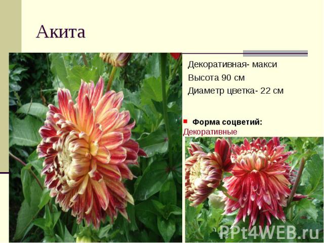 АкитаДекоративная- максиВысота 90 смДиаметр цветка- 22 см Форма соцветий: Декоративные