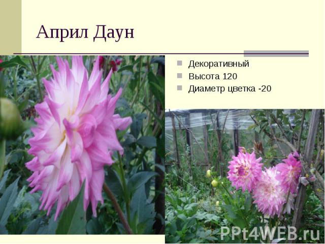 Април Даун ДекоративныйВысота 120Диаметр цветка -20