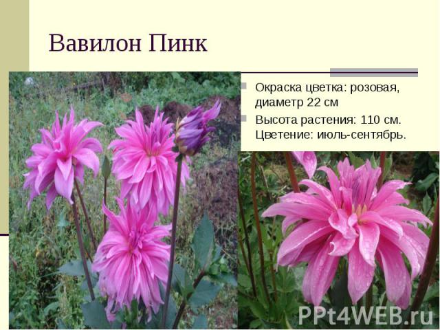 Вавилон ПинкОкраска цветка: розовая, диаметр 22 смВысота растения: 110 см.Цветение: июль-сентябрь.