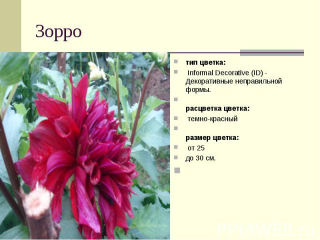 Зорро тип цветка:  Informal Decorative (ID) - Декоративные неправильной формы.расцветка цветка:  темно-красныйразмер цветка:  от 25до 30 см.