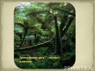 Тропические леса - «лёгкие» планеты