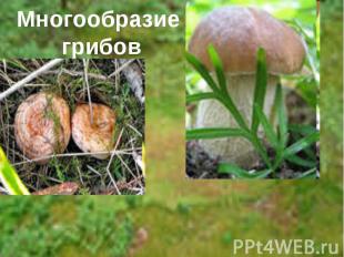 Многообразие грибов