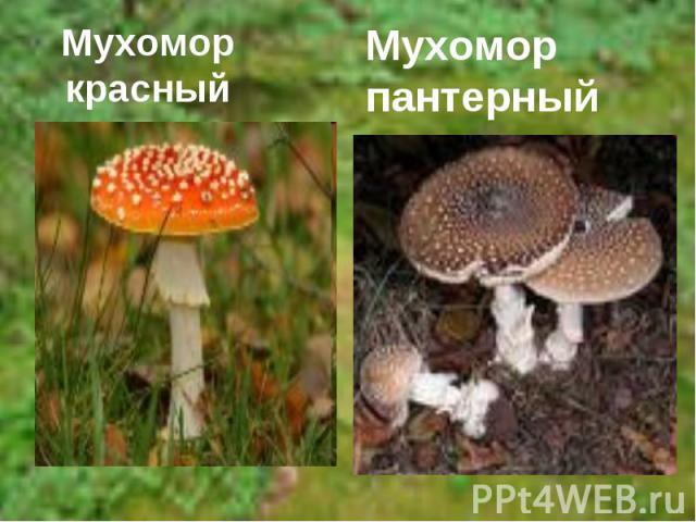 Мухомор красныйМухомор пантерный