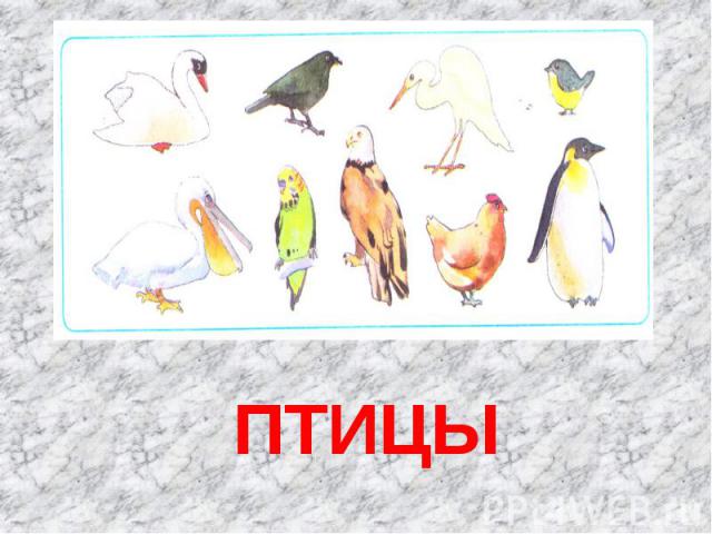 ПТИЦЫ