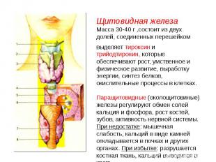 Щитовидная железа Масса 30-40 г ,состоит из двух долей, соединенных перешейкомвы