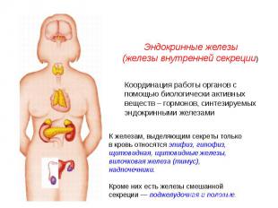 Эндокринные железы(железы внутренней секреции) Координация работы органов с помо