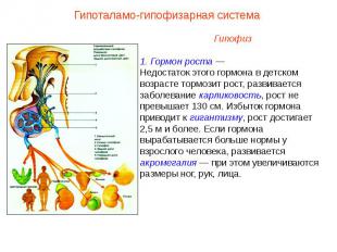 Гипоталамо-гипофизарная системаГипофиз1. Гормон роста —Недостаток этого гормона