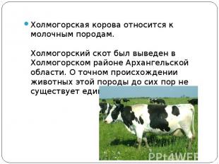 Холмогорская корова относится к молочным породам.Холмогорский скот был выведен в