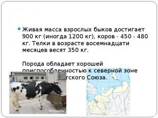 Живая масса взрослых быков достигает 900 кг (иногда 1200 кг), коров - 450 - 480