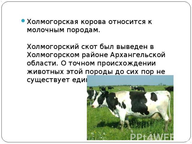 Холмогорская корова относится к молочным породам.Холмогорский скот был выведен в Холмогорском районе Архангельской области. О точном происхождении животных этой породы до сих пор не существует единого мнения.