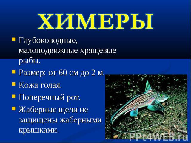 ХИМЕРЫГлубоководные, малоподвижные хрящевые рыбы.Размер: от 60 см до 2 м.Кожа голая.Поперечный рот.Жаберные щели не защищены жаберными крышками.