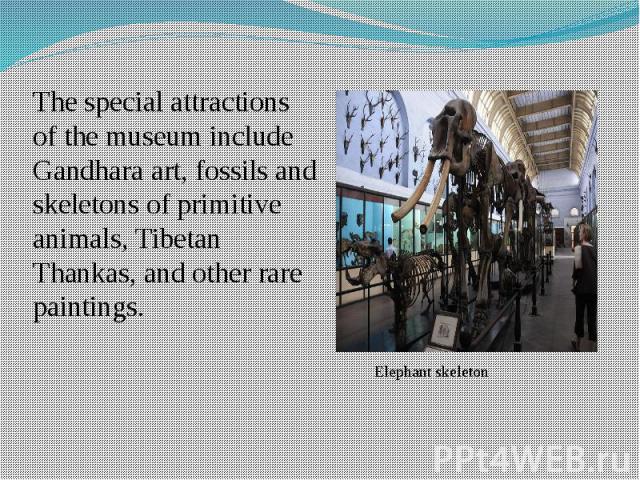 The special attractions of the museum include Gandhara art, fossils and skeletons of primitive animals, Tibetan Thankas, and other rare paintings.
