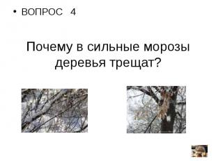 ВОПРОС 4Почему в сильные морозы деревья трещат?