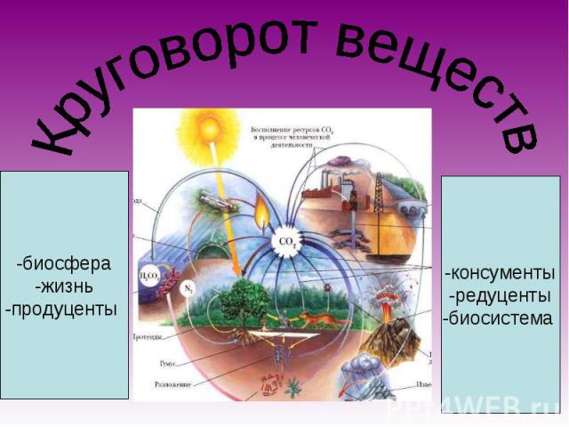 Круговорот веществ -биосфера-жизнь-продуценты -консументы-редуценты-биосистема