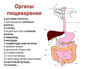 Органы пищеварения1-ротовая полость,2-околоушные слюнные железы,3-глотка,4-подче