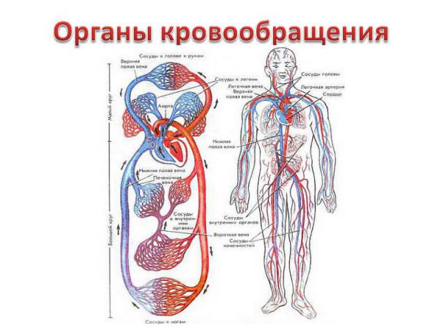 Органы кровообращения