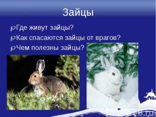 ЗайцыГде живут зайцы?Как спасаются зайцы от врагов?Чем полезны зайцы?