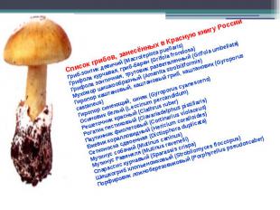 Список грибов, занесённых в Красную книгу РоссииГриб-зонтик девичий (Macrolepiot