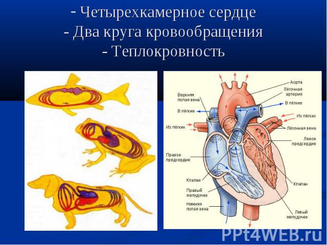Четырехкамерное сердце- Два круга кровообращения- Теплокровность