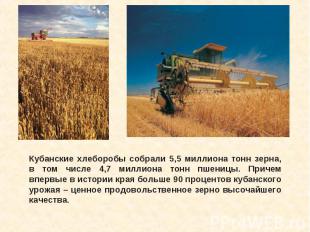 Кубанские хлеборобы собрали 5,5 миллиона тонн зерна, в том числе 4,7 миллиона то