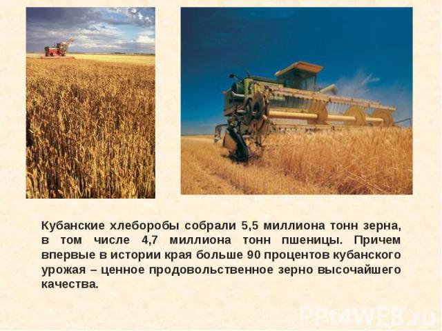 Кубанские хлеборобы собрали 5,5 миллиона тонн зерна, в том числе 4,7 миллиона тонн пшеницы. Причем впервые в истории края больше 90 процентов кубанского урожая – ценное продовольственное зерно высочайшего качества.