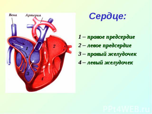Сердце:1 – правое предсердие2 – левое предсердие3 – правый желудочек4 – левый желудочек