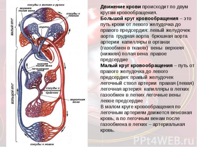 Движение крови происходит по двум кругам кровообращения.Большой круг кровообращения – это путь крови от левого желудочка до правого предсердия: левый желудочек  аорта  грудная аорта  брюшная аорта  артерии  капилляры в органах (газообмен в тканях)  …