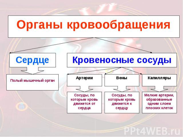 Органы кровообращения