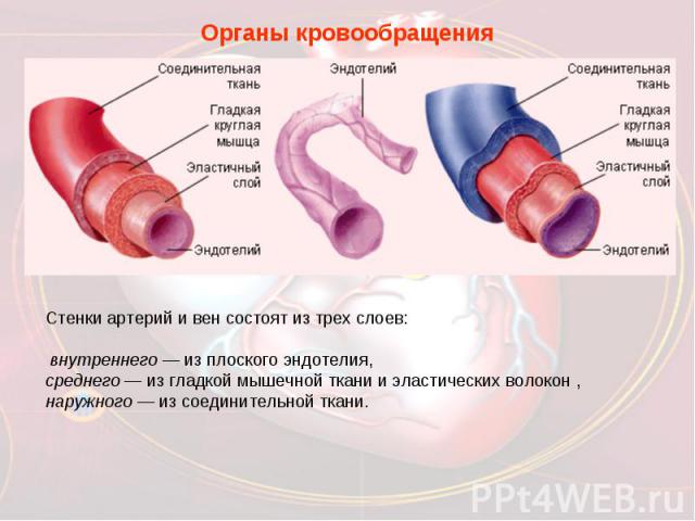 Органы кровообращенияСтенки артерий и вен состоят из трех слоев: внутреннего — из плоского эндотелия, среднего — из гладкой мышечной ткани и эластических волокон , наружного — из соединительной ткани.