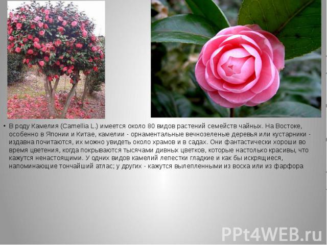 В роду Камелия (Camellia L.) имеется около 80 видов растений семейств чайных. На Востоке, особенно в Японии и Китае, камелии - орнаментальные вечнозеленые деревья или кустарники - издавна почитаются, их можно увидеть около храмов и в садах. Они фант…