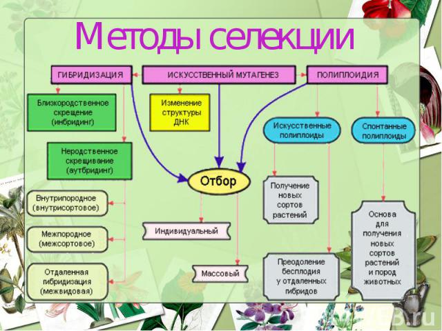 Генетические основы селекции вклад н и вавилова в развитие селекции презентация 11 класс