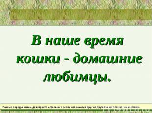 В наше время кошки - домашние любимцы.