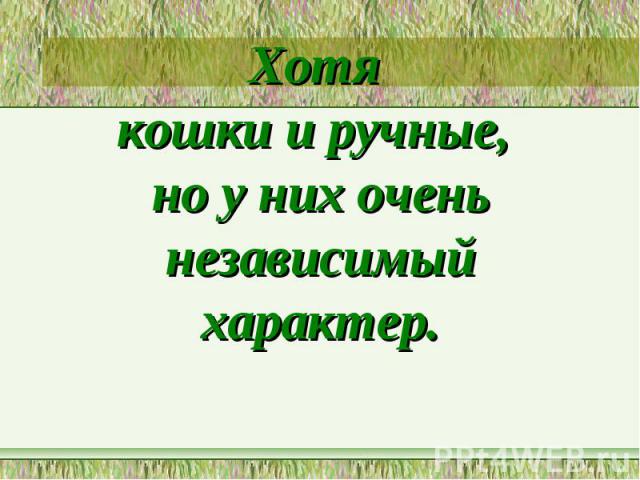 Хотя кошки и ручные, но у них очень независимый характер.