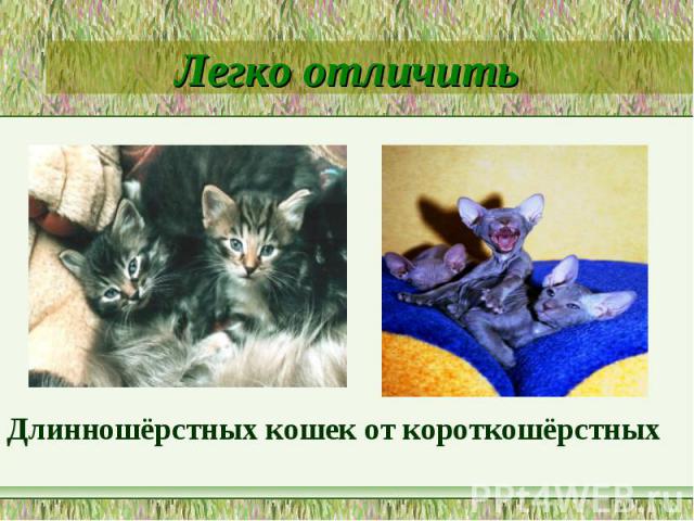 Легко отличитьДлинношёрстных кошек от короткошёрстных