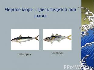 Чёрное море - здесь ведётся лов рыбы