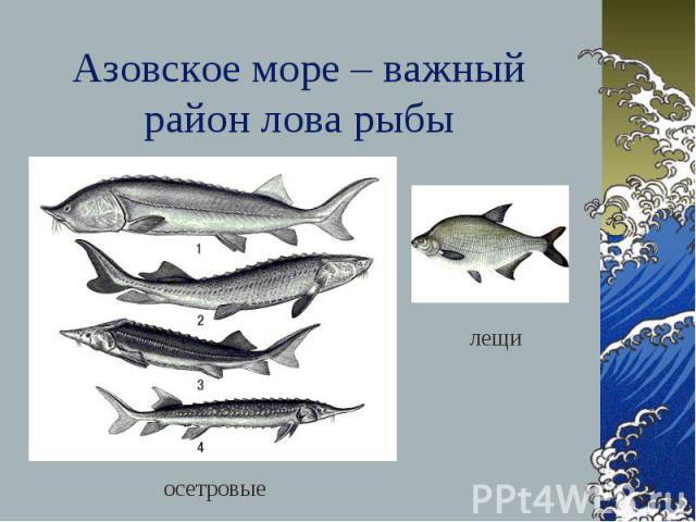 Азовское море – важный район лова рыбы