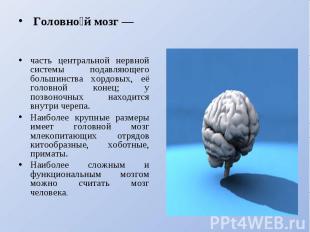 Головной мозг — часть центральной нервной системы подавляющего большинства хордо