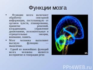 Функции мозга Функции мозга включают обработку сенсорной информации, поступающую