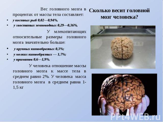 Сколько мозгов. Масса головного мозга. Масса головного мозга человека. Размер мозга взрослого человека. Масса головного мозга взрослого.