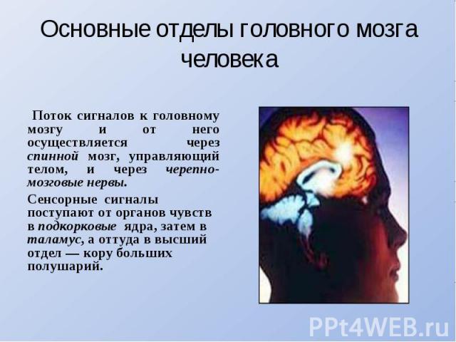 Основные отделы головного мозга человека Поток сигналов к головному мозгу и от него осуществляется через спинной мозг, управляющий телом, и через черепно-мозговые нервы. Сенсорные сигналы поступают от органов чувств в подкорковые ядра, затем в талам…
