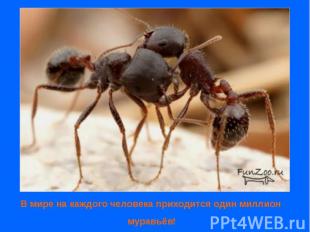 В мире на каждого человека приходится один миллион муравьёв!