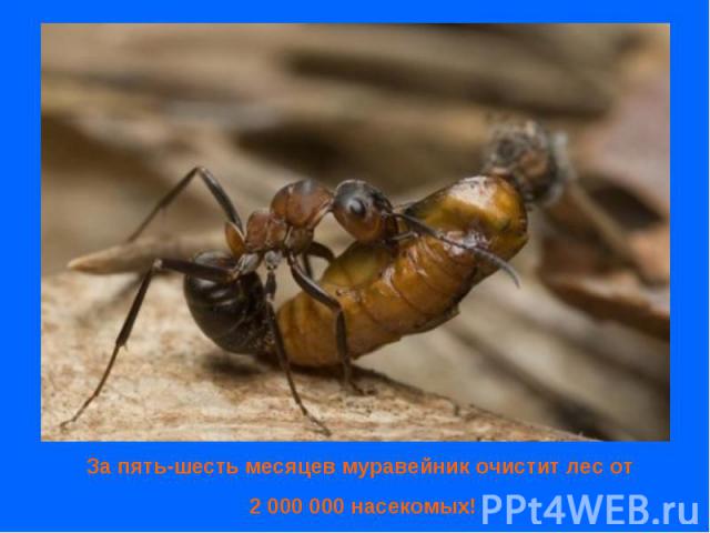 За пять-шесть месяцев муравейник очистит лес от 2 000 000 насекомых!