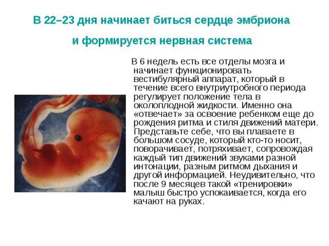 В 22–23 дня начинает биться сердце эмбриона и формируется нервная система В 6 недель есть все отделы мозга и начинает функционировать вестибулярный аппарат, который в течение всего внутриутробного периода регулирует положение тела в околоплодной жид…