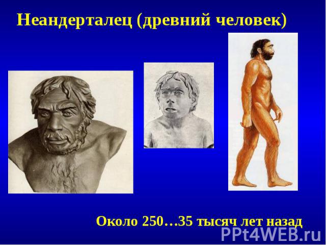Неандерталец (древний человек)Около 250…35 тысяч лет назад
