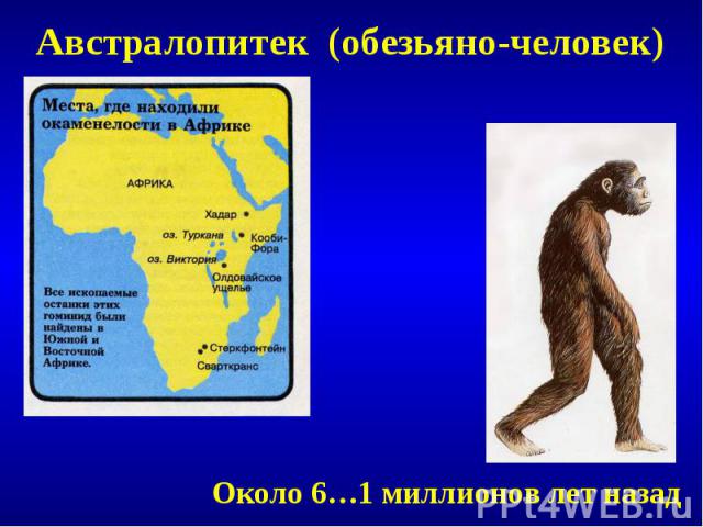 Австралопитек (обезьяно-человек)Около 6…1 миллионов лет назад